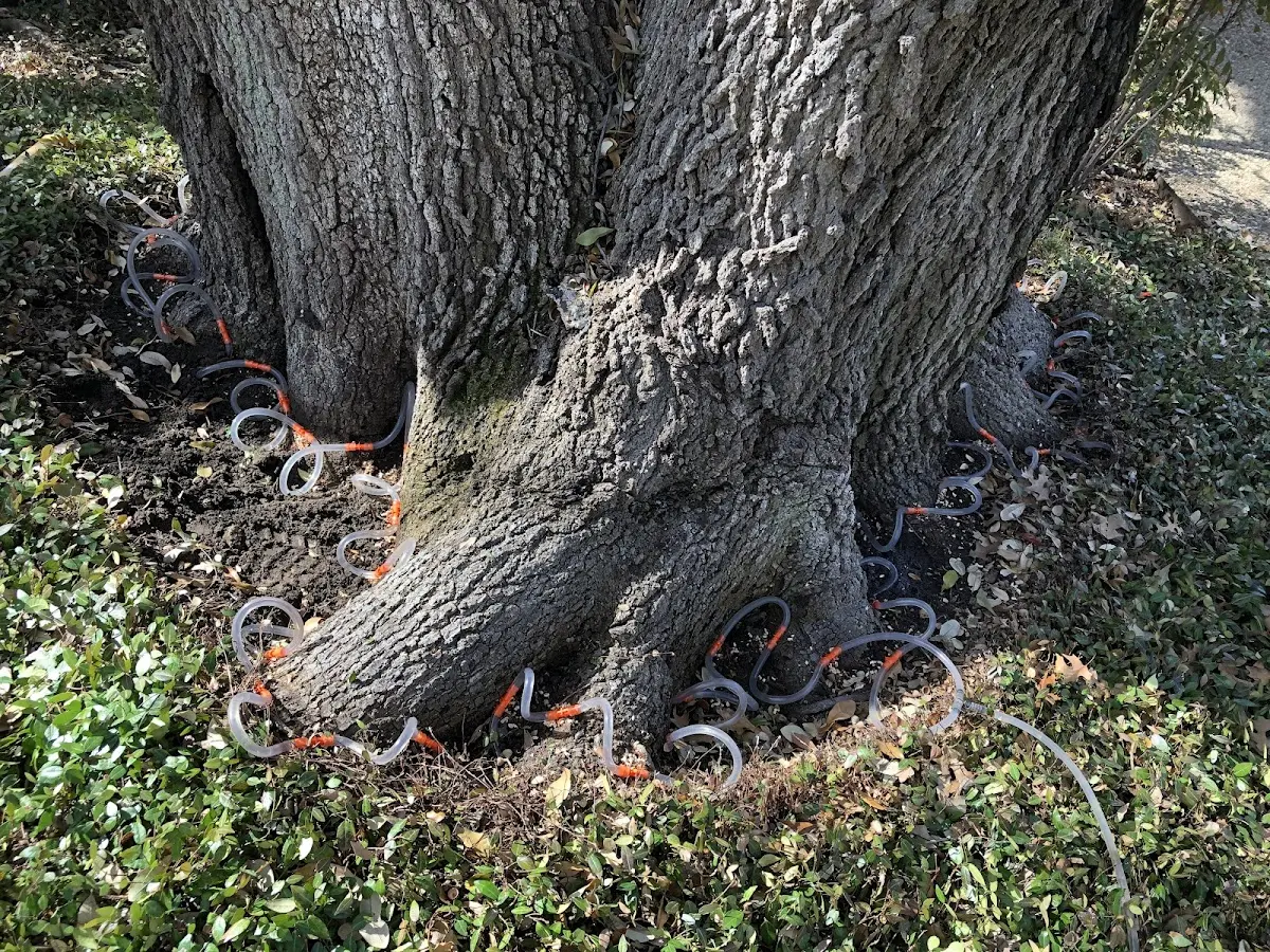 Detailed Tree Cabling and Bracing job site in Mattoon