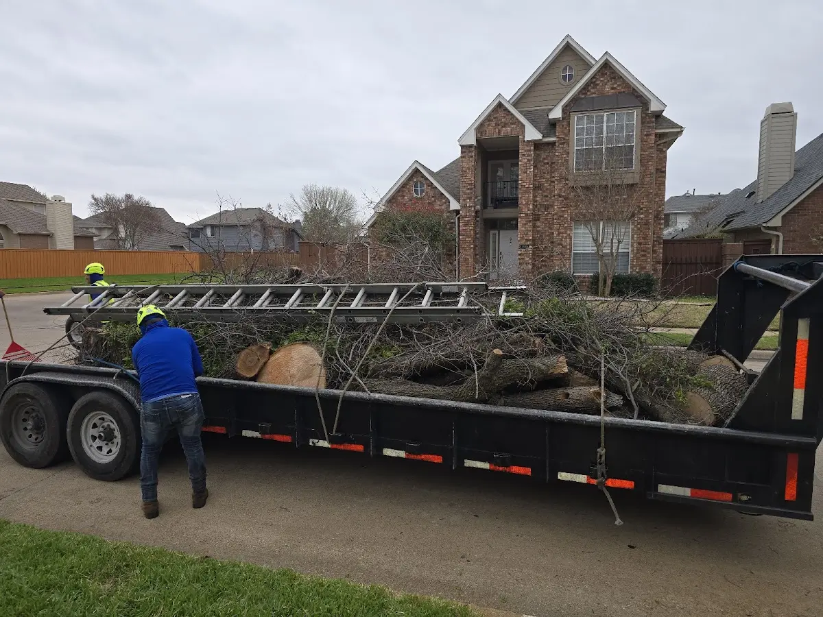 Expert Tree Removal with proper safety equipment in Mattoon